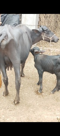 ખડેલી વેચવાની છે