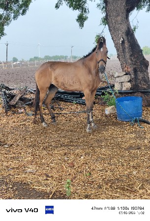 ઘોડી દેવાની સે