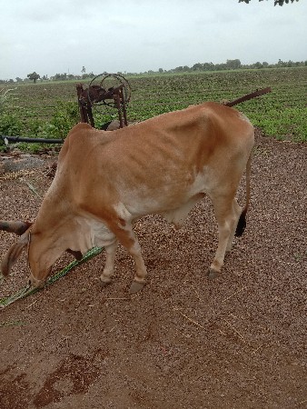 ગોઢલો વેચવાનો સે