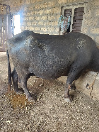 2 ભેસુ વેચવાની છે