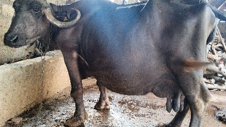 વેચવાની છે
