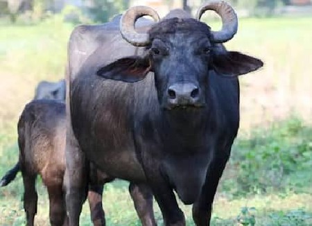 દુધ માટે લેવાની છે.