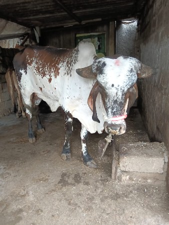 ગાય