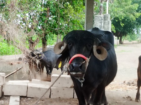 ભેંસ વેચવાની છે