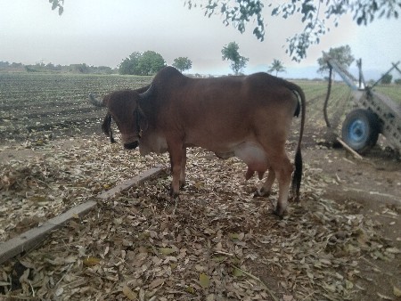 5 લીટર દુધ આશર ૩