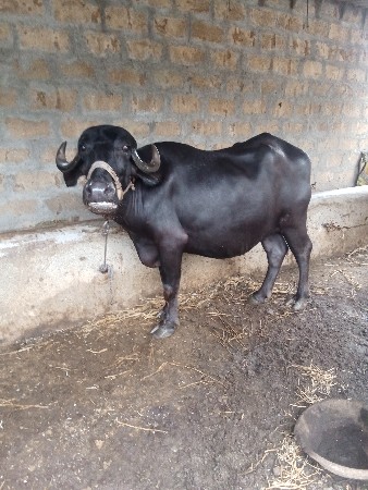 1 મહીના કાશી પેલુ વેતર
