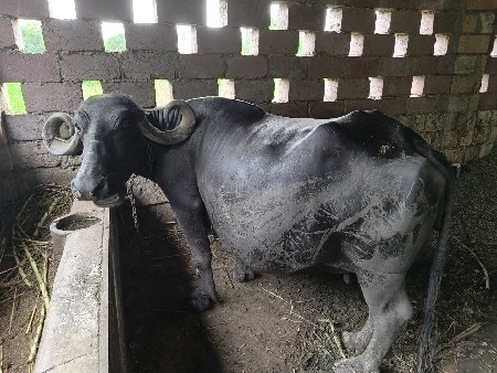 ભેંસ વેચવાની છે
