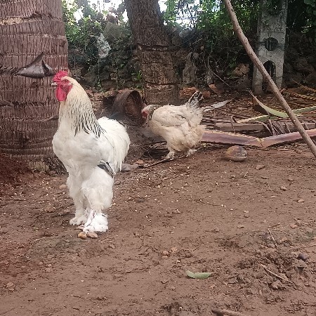 બર્મા  મરઘા નો જોટો વેચવા નો છે