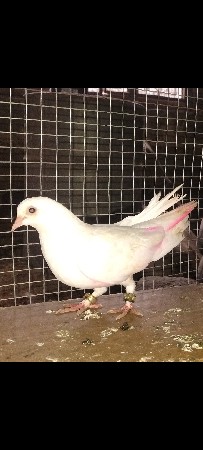 kabutar