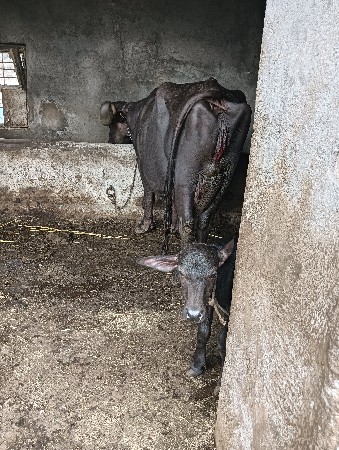 ભેંસ