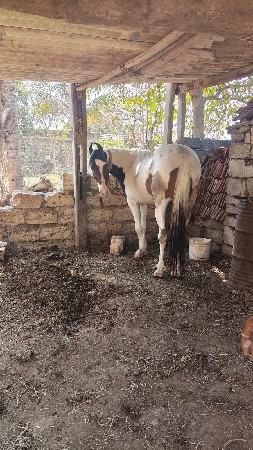 બાલ ભમરી ની ચોકી