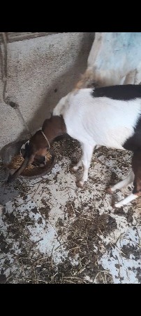 kota bakri and bakro