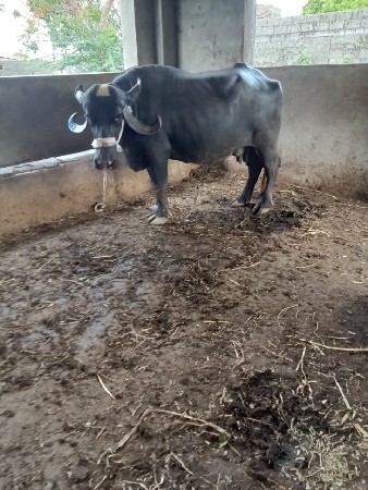3 જુ વેતર ભેંસ વેચવાની છે