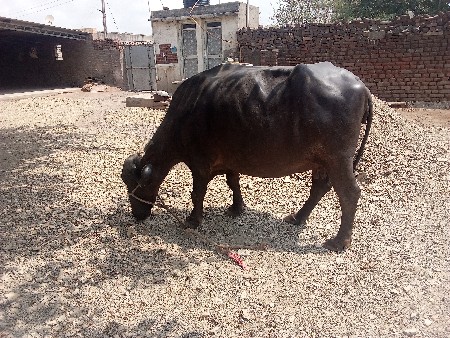 Bharat Chavda. 9023869580