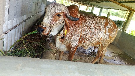 ગાય