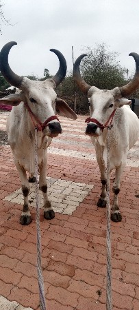 ગોંઢલા વેચવા નાછે છે