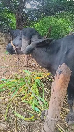 ખડેલુ વેસવુ