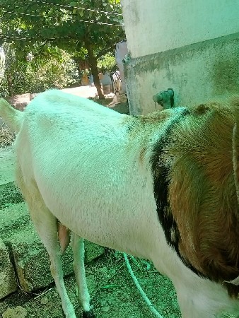આ બકરી વેચવા ની છે