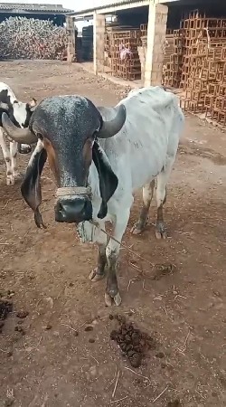 લીલડી હોડકી વેચવાની છે