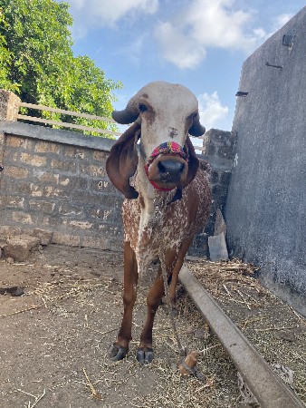 હોડકી વેચવા ની છે