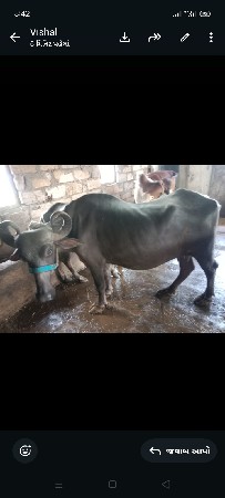 ભેંસ