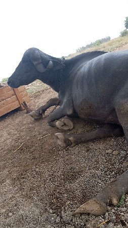 જાફરી ટોપલ ખાડેલ છે બીજું વેતર