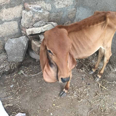 આવા સીડી આપણે વેચવાની છે ગીર વાંસળી