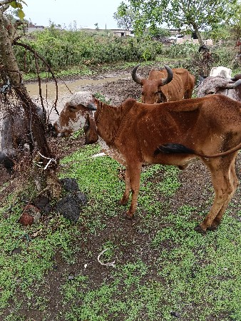 વાસડી.