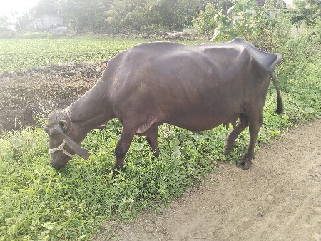 3 ભેંસ વેચવાની છે