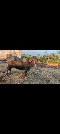 bhesh vechvani che