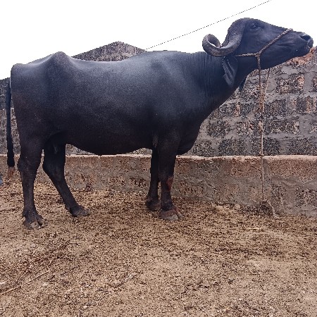બીજું વેતર 15.20.દીવસ માં વીયાછે