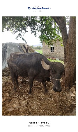 વેચવા ની છે