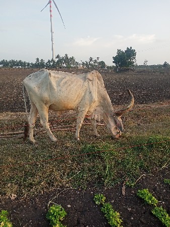 બળદ વેચવાના છે