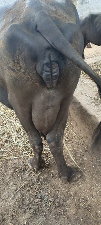 ભેંસ વેચવાની છે