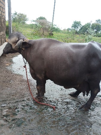 ખડેલી  વેચવાની છે