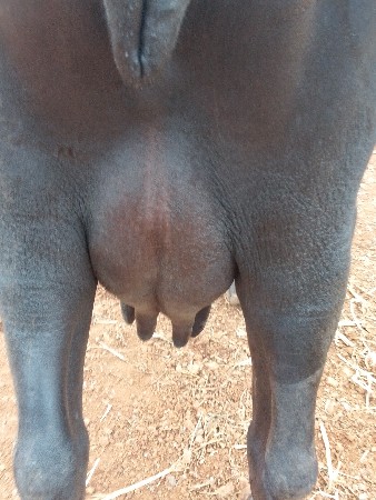 આ ભેંસ વેચવાની છે