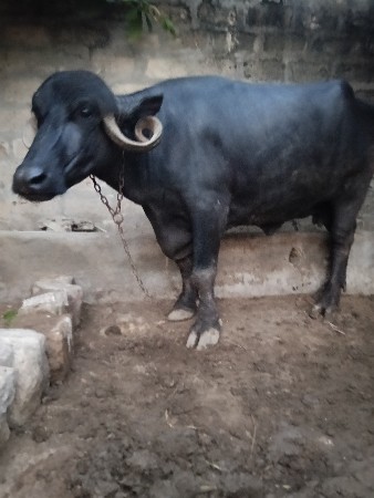 આ ભેંસ વેચવાની છે
