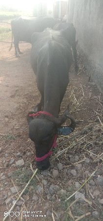 ખડેલી વેચવાની છે