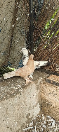 કબૂતર વેચવાના છે