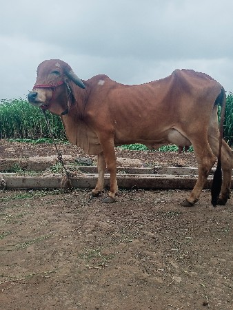 ગાય વેચવાની છે