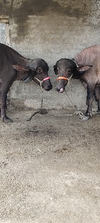 બે ખડાય દેવાના ગાભણ 1.5 મહિનો