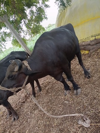 બીજુ વેતર હે
9 મયના  નો ઘાફ હે