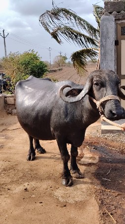 વેચવાનું છે