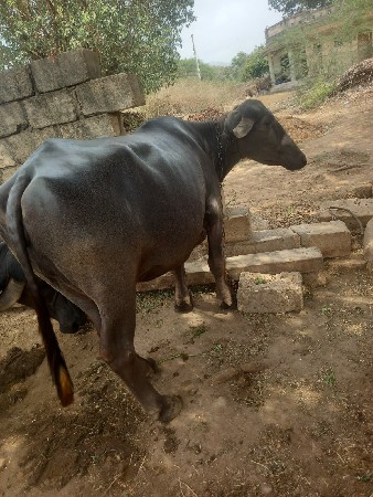 ભરત ભાઇ, 9712804787