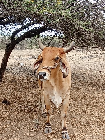 ગાય વેચવાની છે