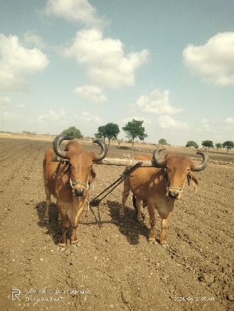 વેચવા ના છે