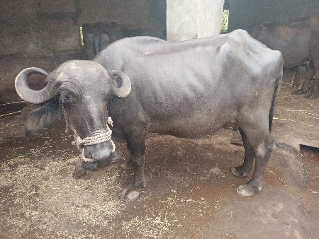 ભેંસ