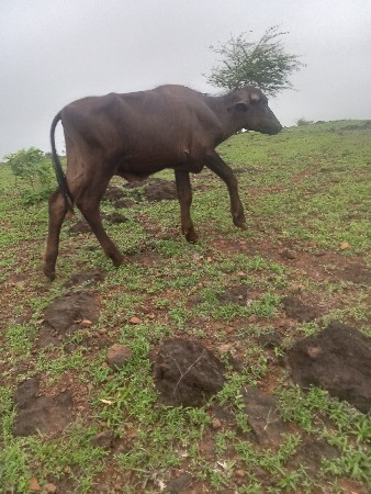 પાડો વેસવાનો છે
