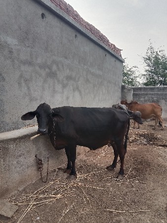 પેલું વેતર