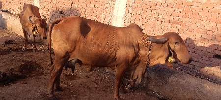 બે ગાય વેચવાની છે